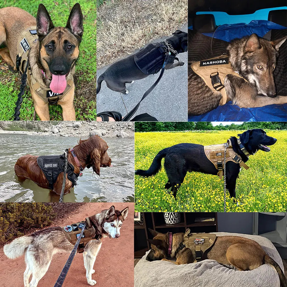 Petravel Dog Harness And Leash Set With Collar Vest For Training And Walking